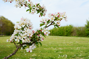 Image showing Branch of apple blossom against a green meadow 