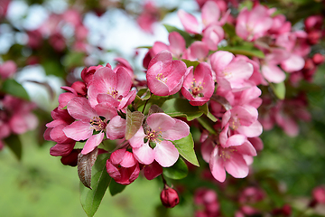 Image showing Branch full of blossom with pink petals on a malus