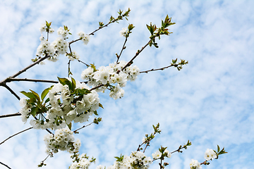 Image showing Blossom-covered branches of a Penny cherry tree