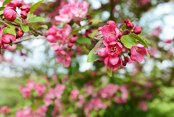Image showing Deep pink blossom flowers on a crab apple tree