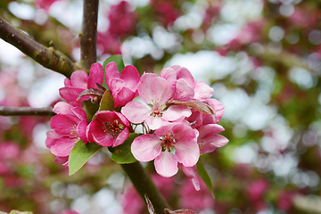 Image showing Cluster of pink blossom on a crab apple tree