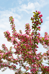 Image showing Crab apple tree branches covered in pink blossom