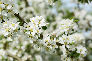 Image showing White Malus Rosehip crab apple blossom on a btanch