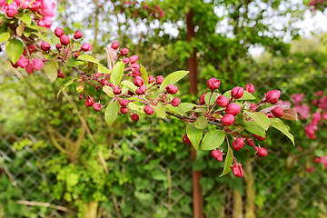 Image showing Long tree branch covered with deep pink blossom buds