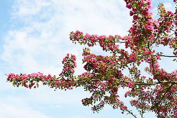 Image showing Branches of a crab apple tree covered in abundant blossom