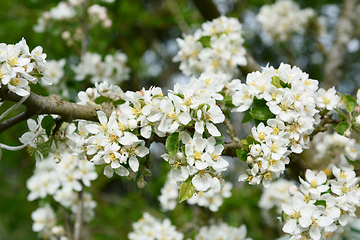 Image showing Bright white blossom and verdant foliage of a malus