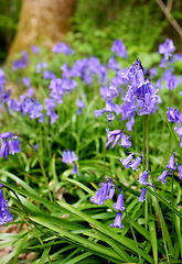 Image showing Springtime bluebell flowers grow wild in woodland