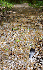 Image showing Single feather from a wood pigeon, dropped on a stony path