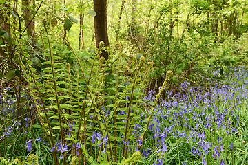 Image showing Lush green bracken grows above a sea of bluebells