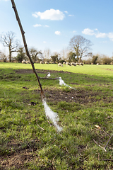 Image showing Pieces of sheep wool fleece caught on a tree branch in a farm fi