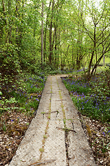 Image showing Long wooden plank path leads into lush woodland in springtime