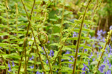 Image showing Fiddlehead uncurls at the top of a branch of lush green bracken