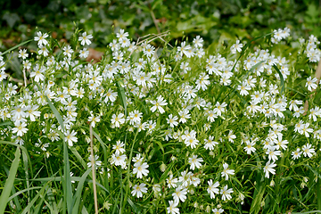 Image showing Greater Stitchwort - white wild flowers in a hedgerow