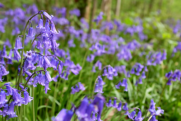 Image showing Bluebells against a sea of woodland wild flowers