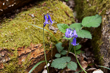 Image showing Two bluebells grow in woodland by a mossy log