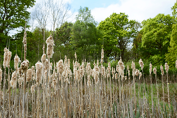 Image showing Old bulrush seed heads fall apart above a rural pond