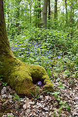 Image showing Bluebell grows at the foot of a mossy tree trunk