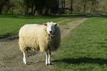 Image showing Adult sheep stands in the middle of a farm track in a grassy fie