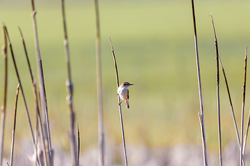Image showing small song bird Sedge warbler, Europe wildlife