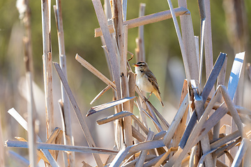 Image showing small song bird Sedge warbler, Europe wildlife