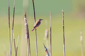 Image showing small song bird Sedge warbler, Europe wildlife