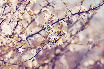 Image showing Midland hawthorn white flowering tree