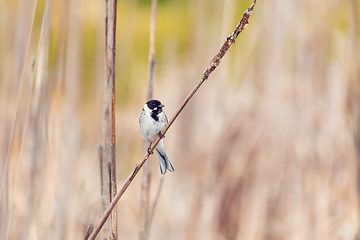 Image showing Common reed bunting female on the branch