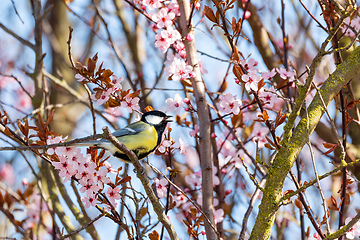 Image showing Eurasian blue tit in the nature