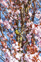 Image showing Eurasian blue tit in the nature