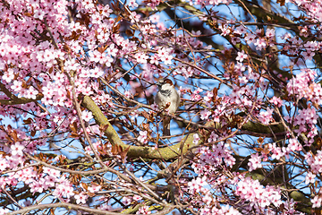 Image showing Eurasian blue tit in the nature