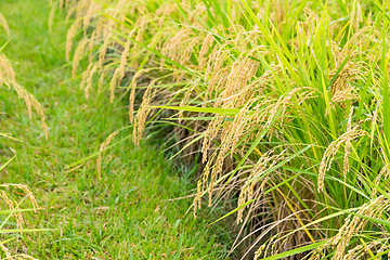 Image showing Rice farm