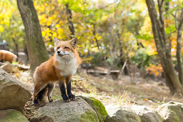 Image showing little fox