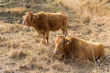 Image showing Cow in the field