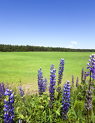 Image showing lupine flower