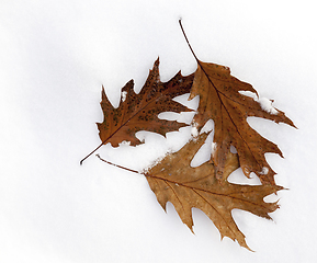 Image showing yellow leaves on snow