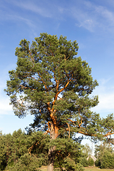 Image showing High pine forest