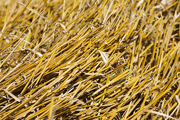 Image showing Beveled stalks of wheat closeup