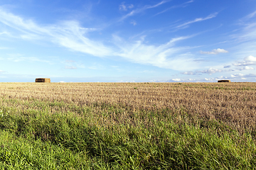 Image showing straw after harvest