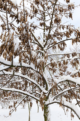 Image showing trees covered with snow