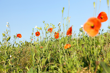 Image showing Red poppies flowers