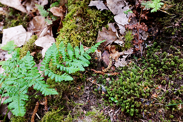 Image showing Green bracken leaves among moss and dry leaves