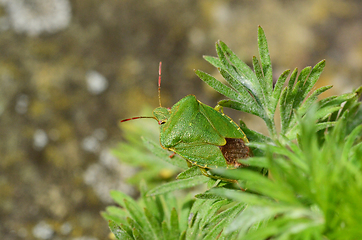 Image showing Green shield bug, native to Great Britain
