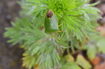 Image showing Green shield bug - Palomena prasina - on a frondy garden plant