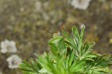 Image showing Close-up of a green shield bug, Palomena prasina, a harmless ins