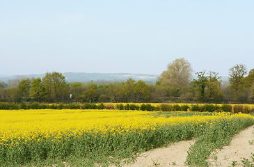 Image showing Railway line crosses through a field of yellow oilseed rape