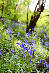 Image showing English bluebells on a bank of wild flowers