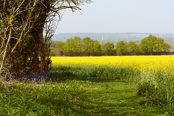 Image showing Bluebells growing at the edge of a field of oilseed rape
