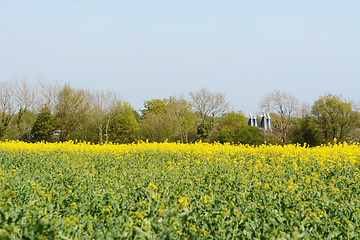 Image showing Kent oast houses stand beyond a field of rapeseed