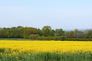 Image showing Bright yellow rapeseed in Kent, England