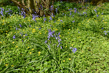 Image showing Spring flowers - bluebells and celandines in woodland